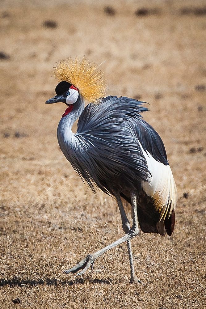 A grey crown crane is seen in Ngorongoro Crater-Tanzania art print by Larry Richardson for $57.95 CAD